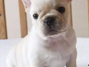 超级法国斗牛犬,勇猛与可爱的完美结合