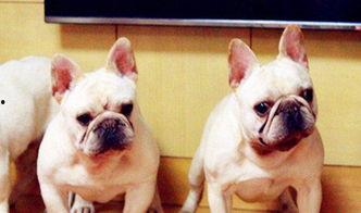 超级法国斗牛犬,勇猛与可爱的完美结合