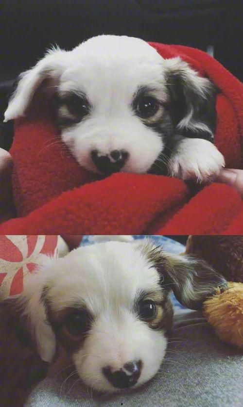 小奶狗,青春洋溢的治愈系萌宠